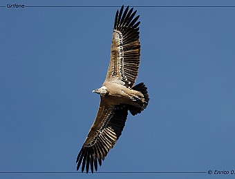 Animali 188